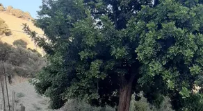 Karampinis - Image 3