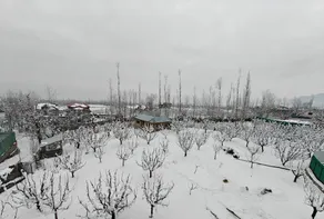 Gulmarg Orchard - Image 5