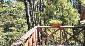 Cabañas mountain Native forest - Image 3