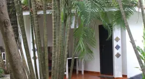 Mint Inside Garden - Image 4