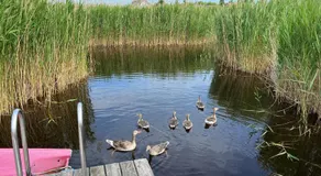Seehütte Neusiedlersee - Pfahlbau GlamPing - Image 5