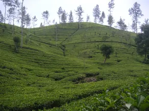 Madhusha Rest - Image 4