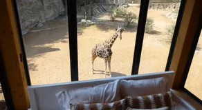 San Antonio Zoo - Spekboom Giraffe Lodge - Image 4