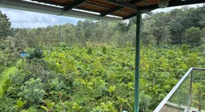 Estate stay near Dubare elephant camp, friendly for remote workers - Image 3