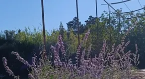 Au Romarin - Image 4