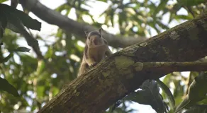 Wilpattu Greenheart Resort - Image 3