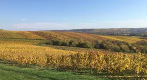 Rheinhessen Apartment-zentral in Nieder-Olm mit Parkplatz - Image 5