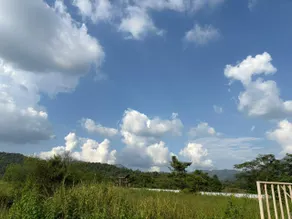 Spring Field - Image 5