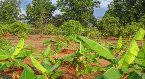 AARYA FARM - Image 5