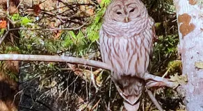 Owl's Perch Treehouse - Image 2