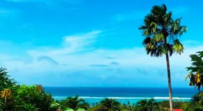 The Reef Palm - Image 5