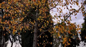 Vagos Guest House - Image 5