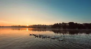 Swan - Image 3
