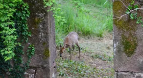 Manoir de Salleviale - Image 4