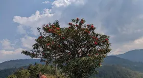 Mochileros Cherry Tree House - Image 5