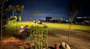 Camping Tree Olives - Image 1