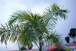 Gangotri Resort - Image 5