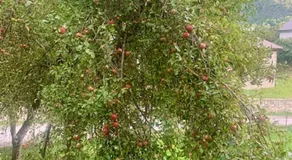 Sofia Guest House - Image 5