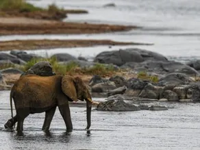 Mazuri Shamba Lodge - Image 3