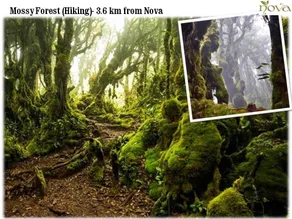 Cameron Nova Highlands Resorts & Residence - Image 4