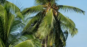 Amani Palms by Manolo Beach Resort - Image 4