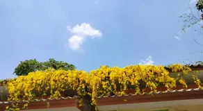 Hongthong - Image 5