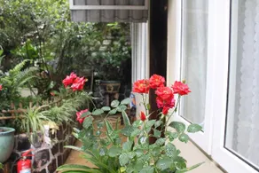 Homestay VuonTung (Pine Garden) - Image 2