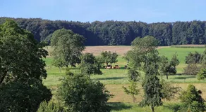 Ferienhof Knöll - Image 5