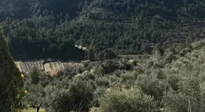 al-qandil - Image 5