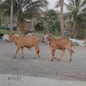 Parveen Farm - Image 3