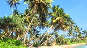 Wimal Wood Stock Surf House - Image 4