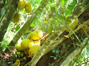 Boulder Garden - Image 5