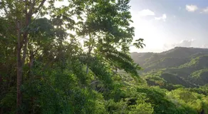 Parakeet Hideaway - Image 3