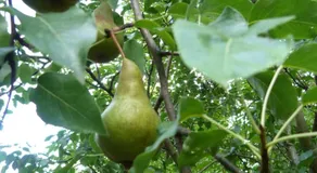Gyümölcsöskert Szálláshely - Image 4