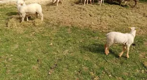 la Bergerie - Image 3