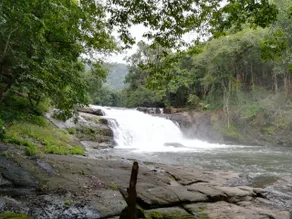 One Of the Best Forest Stay In Kerala - Image 5