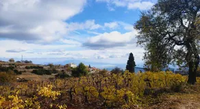 Sto Dimeiko - Image 5