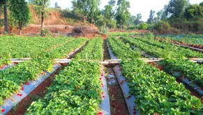 ROOMA Resedency Mahableshwar - Image 5