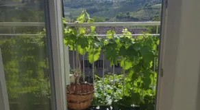 La Vite è Bella - Image 3