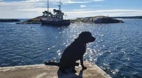 möja stuga i Stockholms skärgård - Image 3