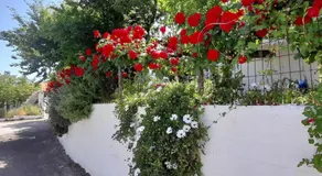 Το σπίτι της Ελένης - Image 4