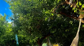 Glamping de Huerta La Arboleja - Image 4
