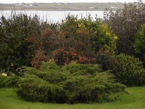 Drom Caoin - Image 1