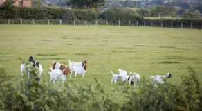 Doeling Barcombe - Image 5