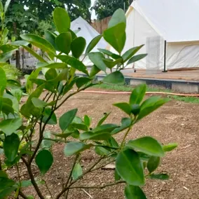 The Backyard Glamp - Exclusive Glamourous Camp - Image 4