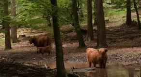 B&B aan de Koningsmuur - Image 5