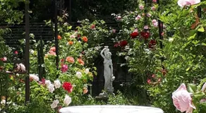 Rosencat - Image 5