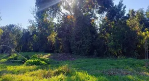 Canto del Bosque - Image 4
