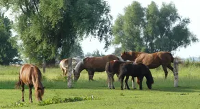 Hof Thomsen - Image 5
