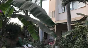 tropical oasis - Image 3